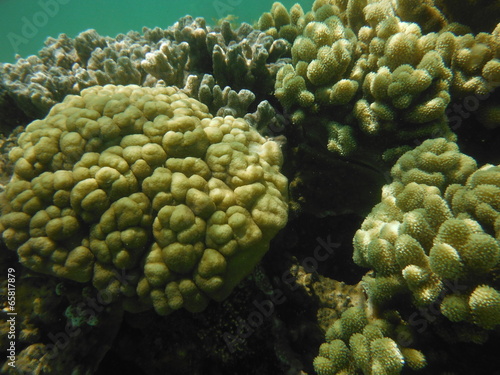 barriera corallina con pesci del madagascar © fabio