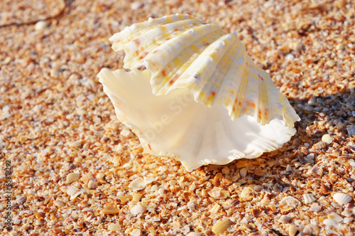 Exotic shell on the beach