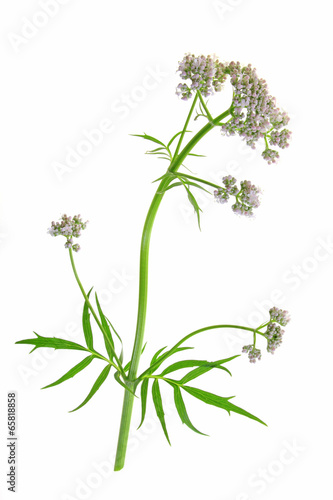 Baldrian Valeriana officinalis