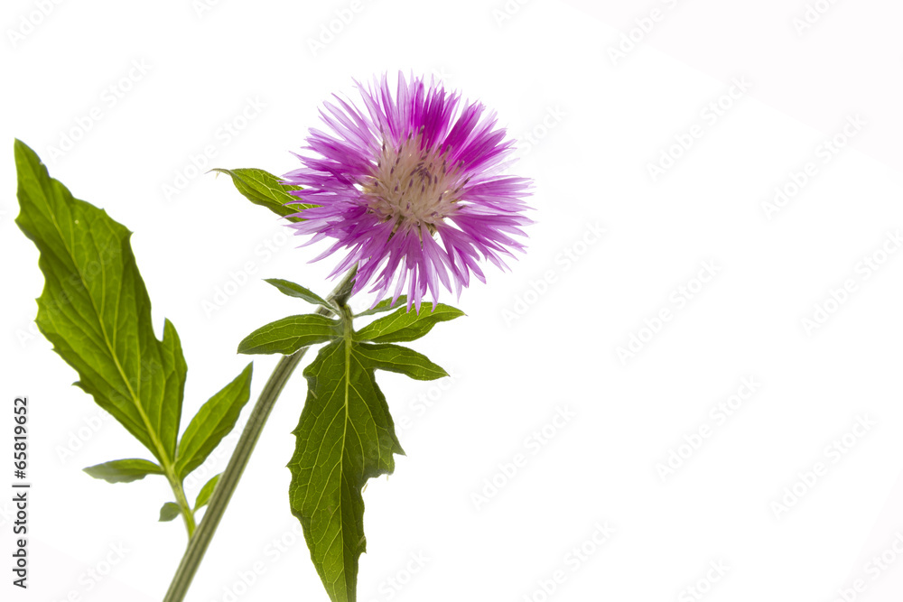 cornflower cornflower