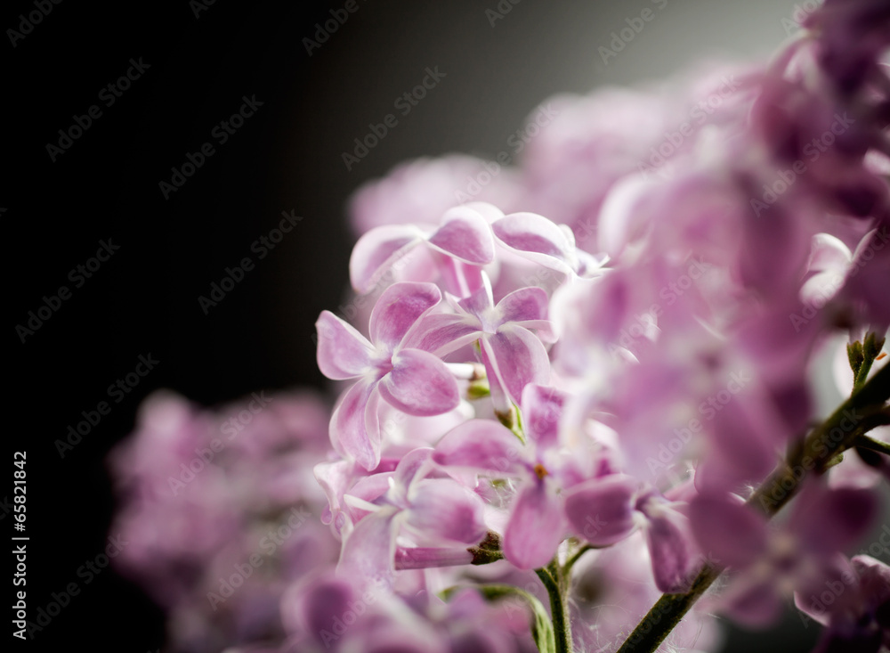 Lilac Lilac