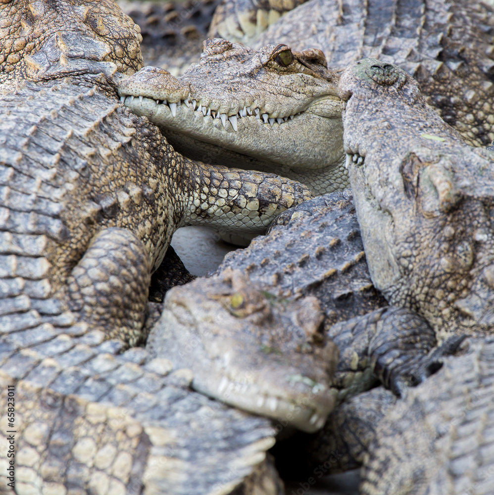 Obraz premium Krokodil-Berg...