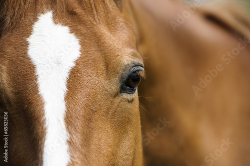 Eye of Arabian bay horse © The Len