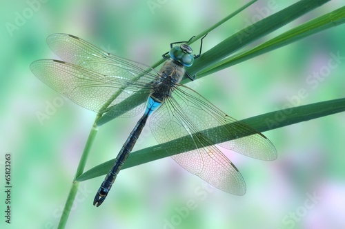 Anax parthenope (male)