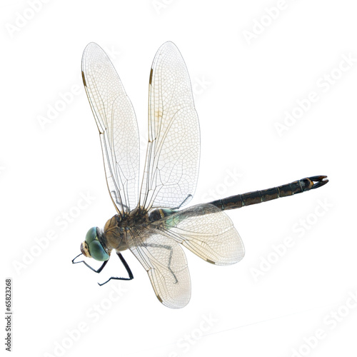 Dragonfliy Anax parthenope (male) © als