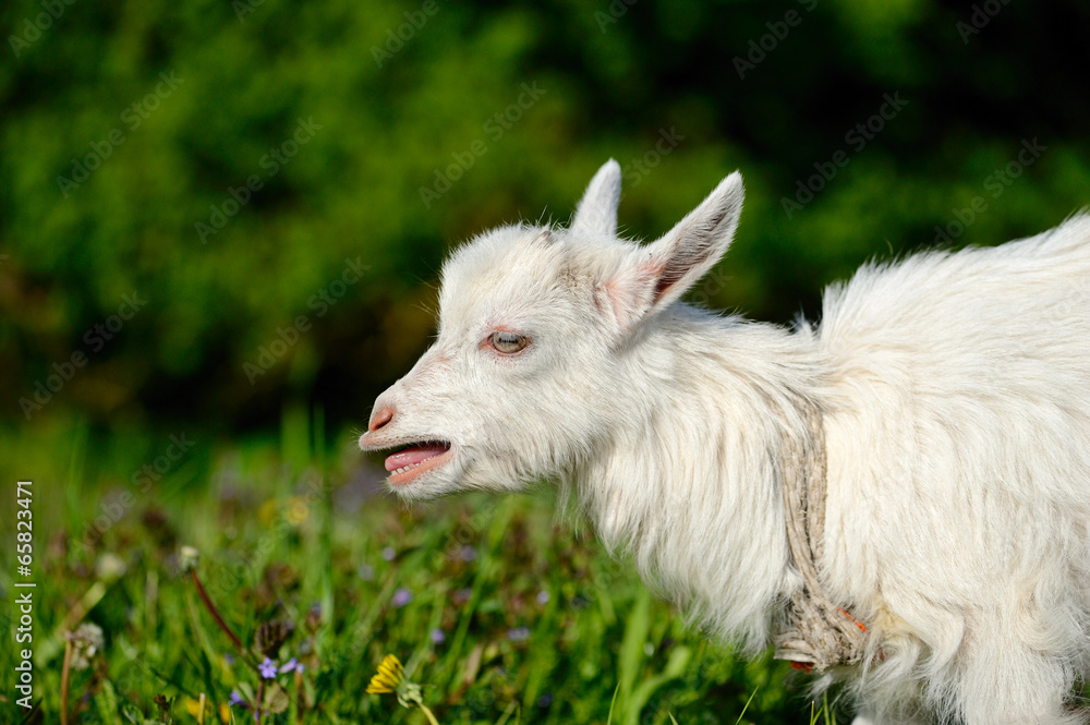 Fototapeta premium Funny white baby of goat on the green grass