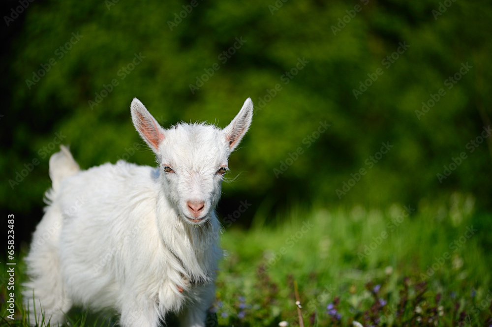 Fototapeta premium Funny white baby of goat on the green grass