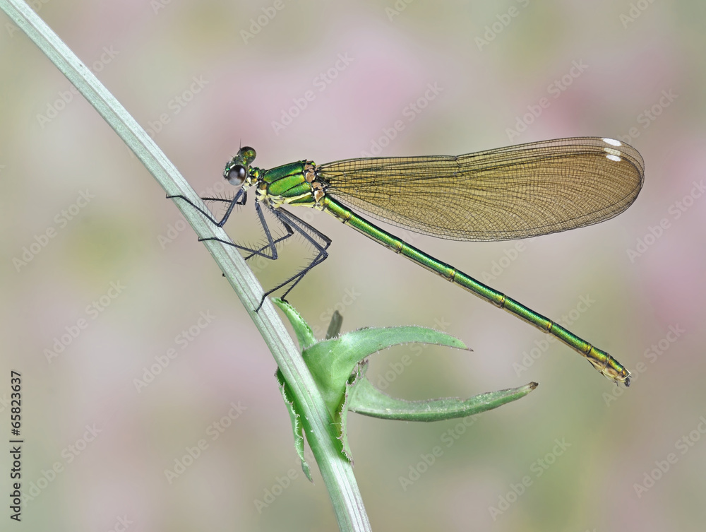 Dragonfly Calopteryx syriaca (female) Dragonfly Calopteryx syriaca (female)