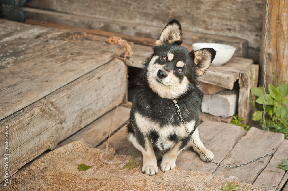 Fototapeta premium Small dog on a chain.Small dog on a chain.