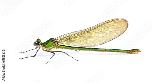 Dragonfly Calopteryx syriaca (female)