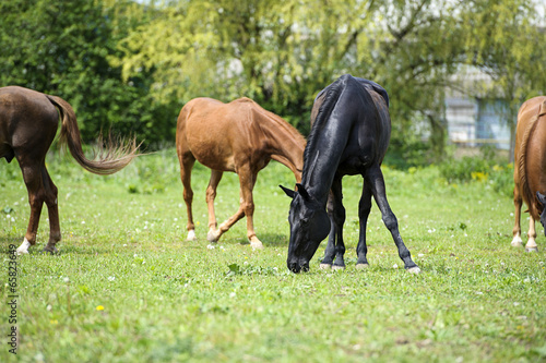 Horses in meadow © The Len