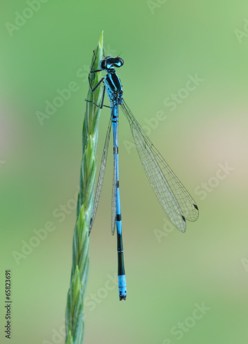 Dragonfly Coenagrion puella (male) photo