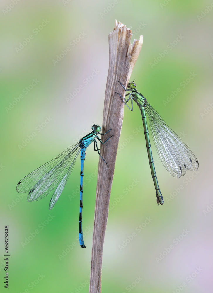 Dragonfly Coenagrion hastulatum (couple) Dragonfly Coenagrion hastulatum (couple)