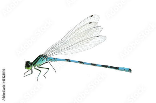 Dragonfly Coenagrion hastulatum (male)