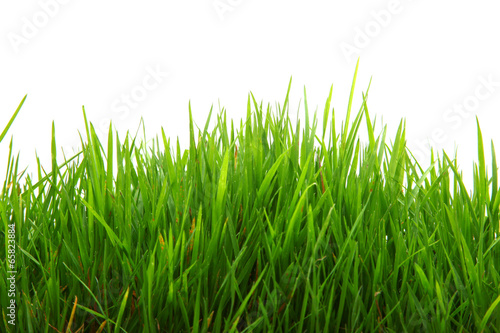 Grünes Gras freigestellt