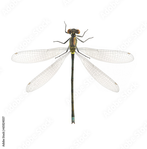 Dragonfly Erythromma najas (male) © als