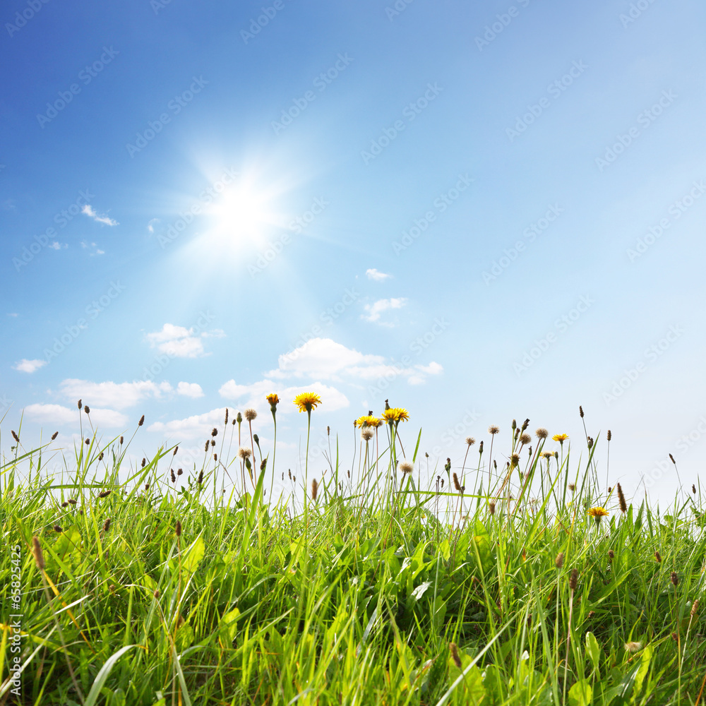 Schöner Sommer Hintergrund Stock 사진 Adobe Stock