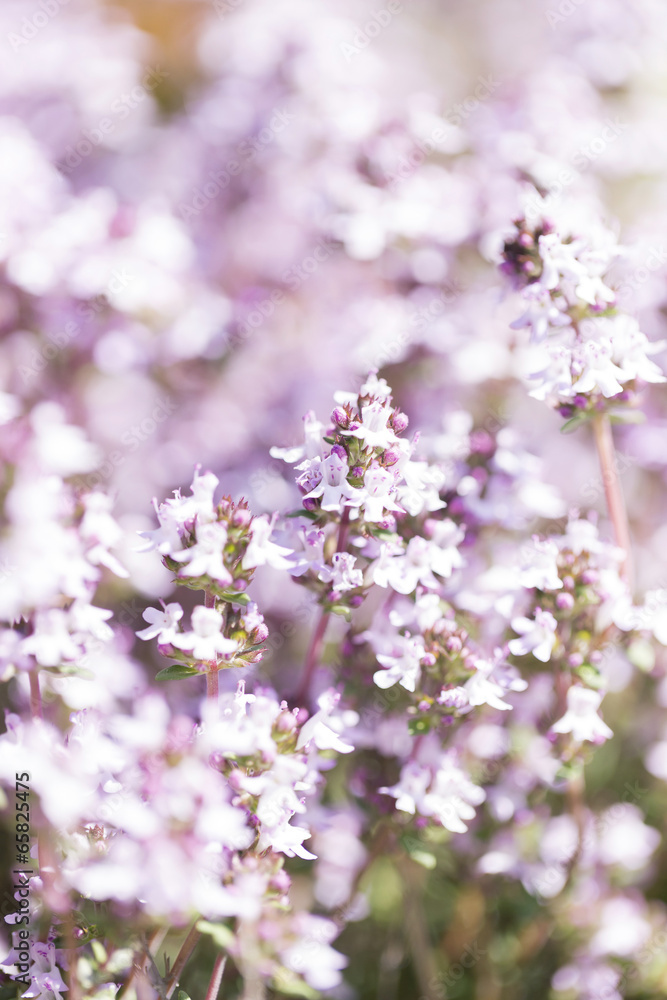 flowers of violets