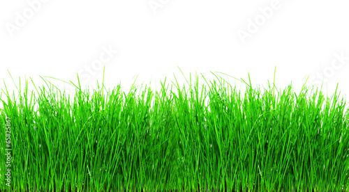Frisches junges Gras