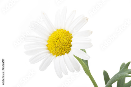 beautiful flower daisy on white background