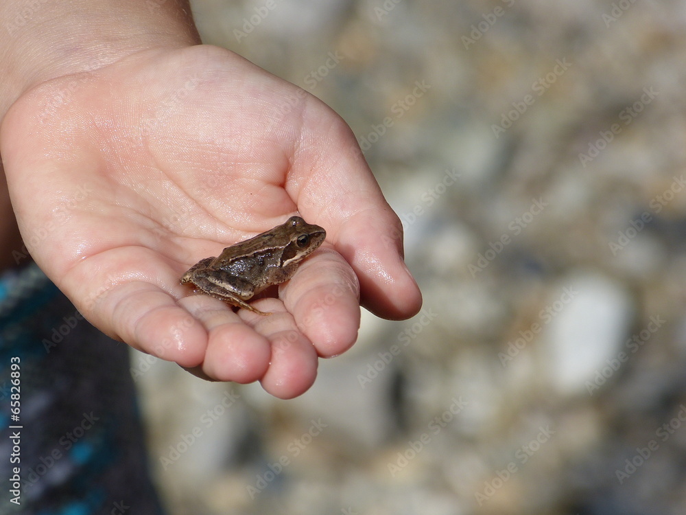 Frosch auf einer Hand Frosch auf einer Hand