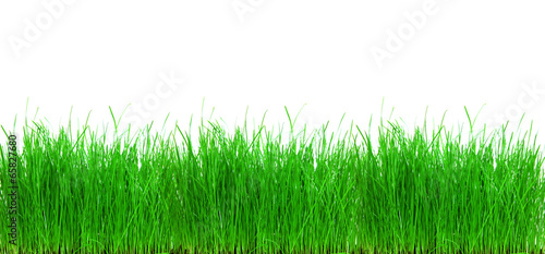 Gras freigestellt im Banner Format