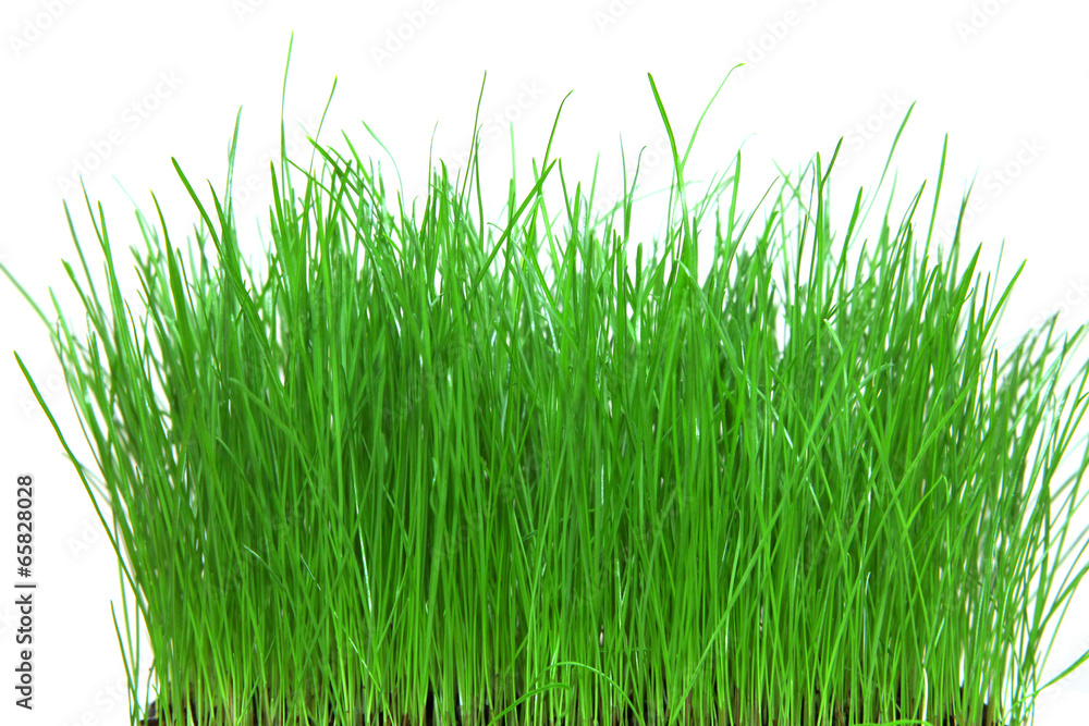 Obraz premium Freigestelltes schöne Gras