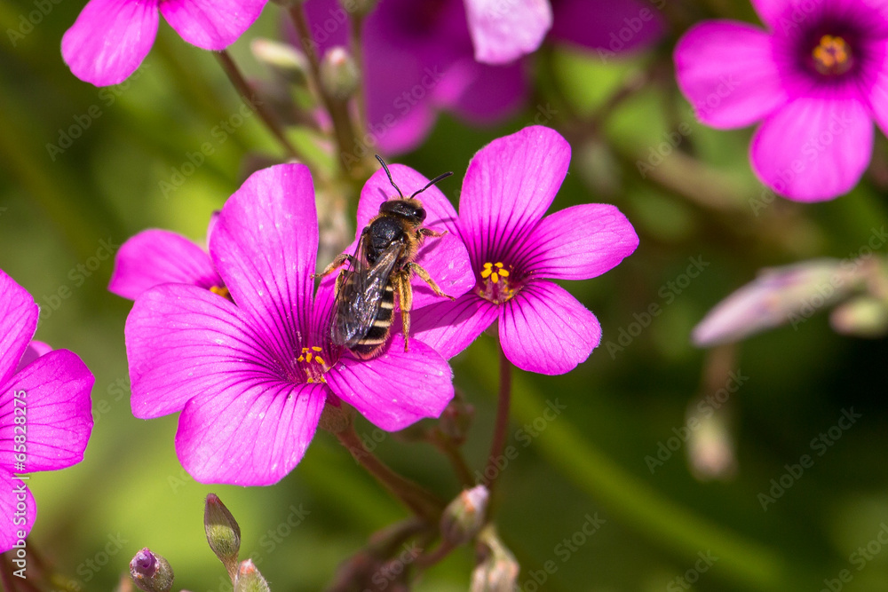 Frühlingsblüten mit Besucher Frühlingsblüten mit Besucher