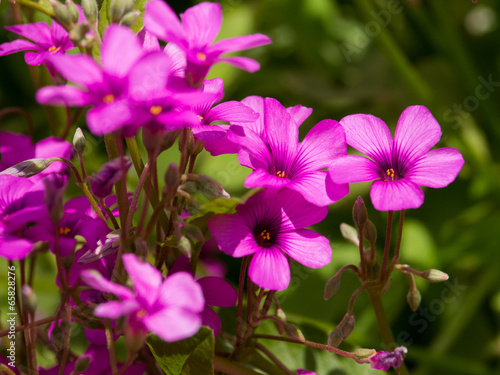 Frühlingsblüten