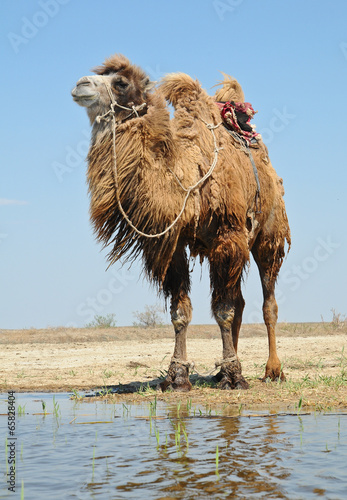 Bactrian camel saddled