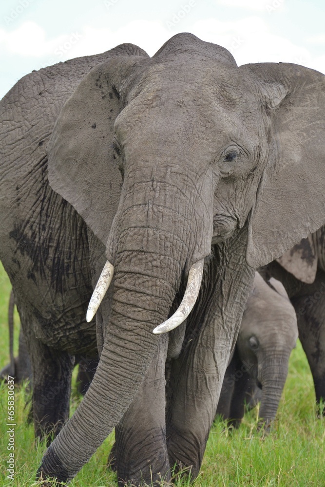 Fototapeta premium African Elephant
