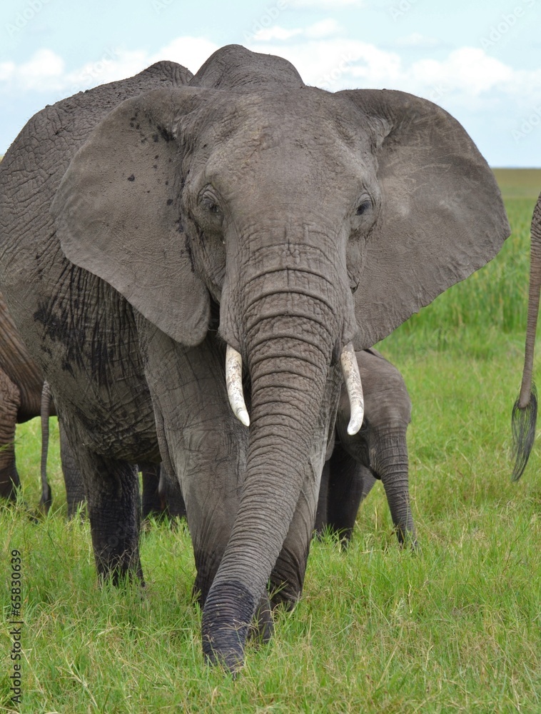 Obraz premium African Elephant