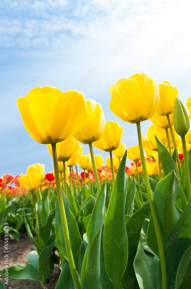Fototapeta premium yellow tulips