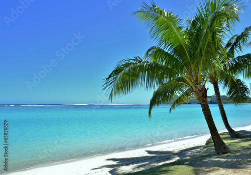 Palm Tree and Ocean Background © michaelfitz