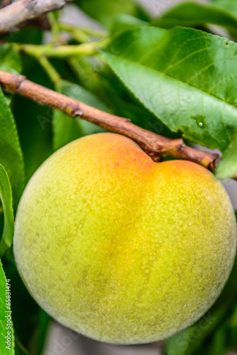 Wallpaper Mural peach ripening on the tree Torontodigital.ca