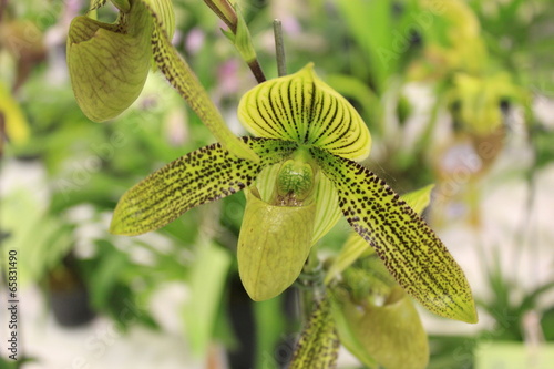 Paphiopedilum Orchid