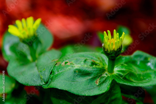 blooming yellow spring flowers in  a garden
