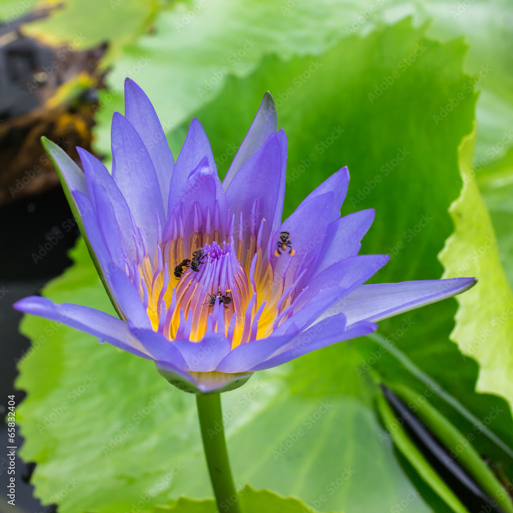 Obraz premium lotus flower