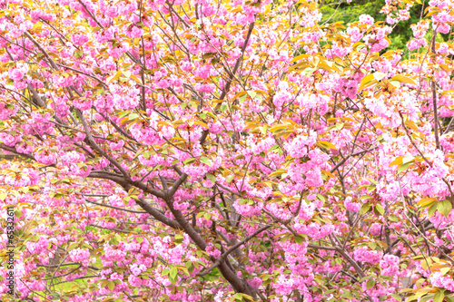 Blooming double cherry blossom tree and white sky