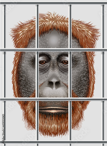 An endangered orangutan