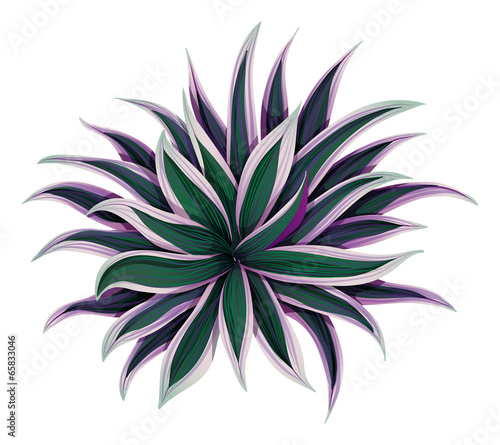 A topview of a variegated moses