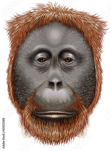An orangutan
