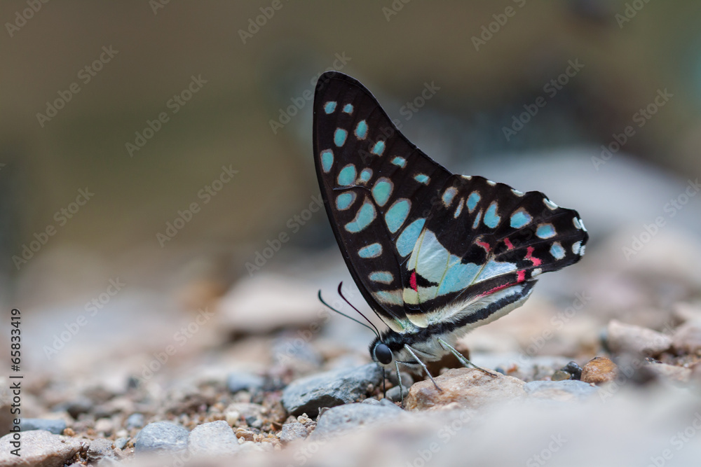 Naklejka premium Beautiful Butterfly