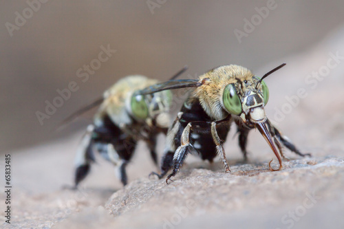 green bee © ducksmallfoto
