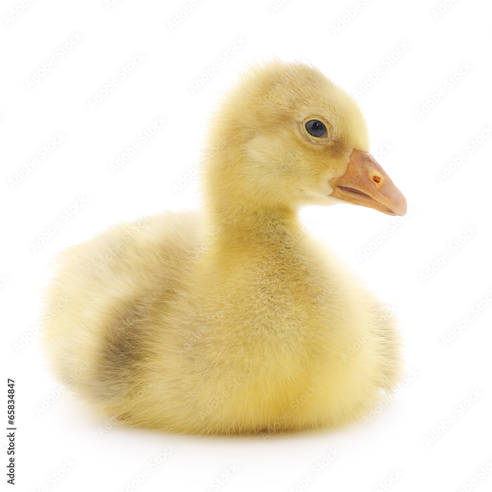 little gosling isolated