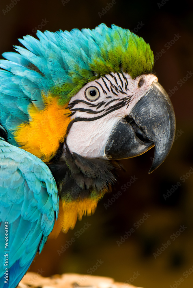 Close up Macaw