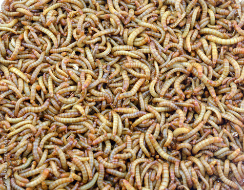worms © evegenesis
