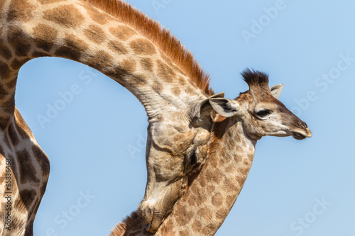 Wallpaper Mural Giraffe Mother Affections Calf Wildlife Animals
