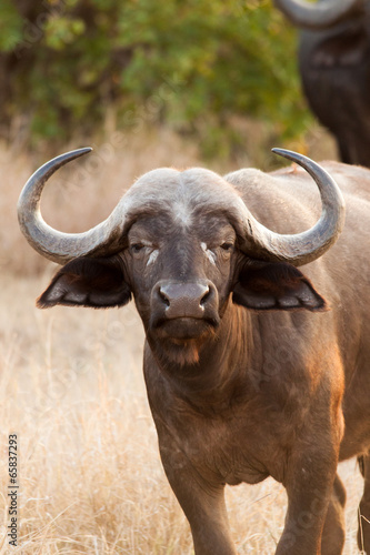 Large Buffalo cow with big horns