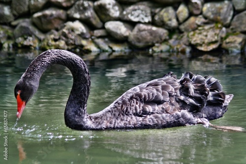 Cygnus atratus photo